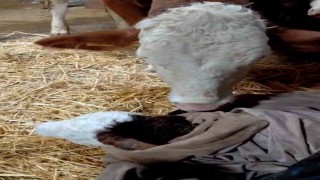Bayram sabahı doğan buzağıyı görünce türküler söyledi