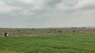 Bedava lahanayı duyan yağmura rağmen tarlaya akın etti