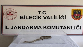 Bilecikte nesli tükenmekte olan piton yılanı yakalandı