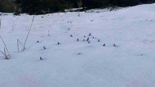 Boluda açan çiğdemler kar altında kaldı