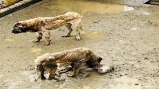 Bozüyük Belediyesine ait barınakta aç kalan köpekler birbirini yedi