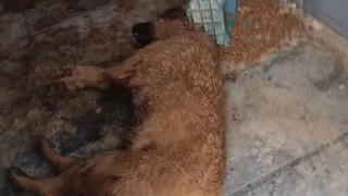 Bucak Belediyesi Sokak Hayvanları Bakımevi ve Rehabilitasyon Merkezinde feci görüntüler