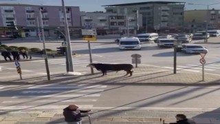 Bursada kaçan boğa trafiği karıştırdı, Ankara yolunda metrelerce koştu