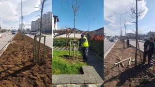 Bursanın 700 yıllık mirası 700 çınarla kök salıyor