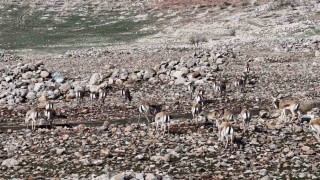 Cudi Dağında ceylan popülasyonu 165e ulaştı