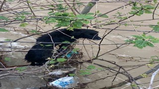 Dereye düşen köpek zorlu operasyonla kurtarıldı