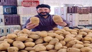 Dev patatesler pazarın ilgi odağı oldu