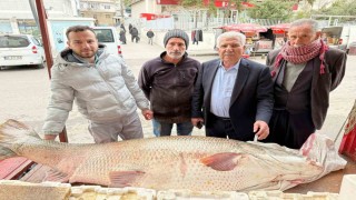 Diyarbakırda 120 kiloluk turna balığı görenleri hayrete düşürdü