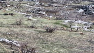 Diyarbakırda nesli koruma altında olan dağ keçileri görüldü