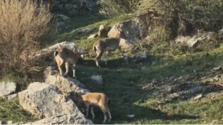 Diyarbakırda popülasyonu hızlı artan dağ keçileri görüldü
