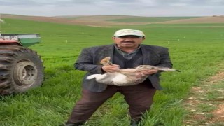 Diyarbakırlı çiftçi, tarlada yakaladığı gebe tavşanı yaşam alanına bıraktı