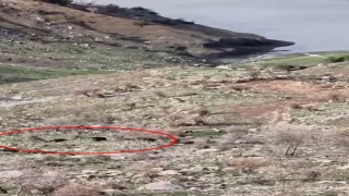 Domuzlar koyun sürüsüne saldırdı, çoban köpeği kovaladı