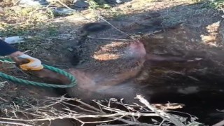 Düştüğü çukurda mahsur kalan yaban domuzunu vatandaşlar kurtardı