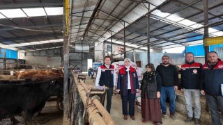 Düzcede kadın yetiştiriciye etçi ırk düve desteği
