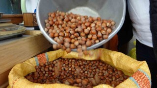 Düzceden iki ayda bin 837 ton fındık ihraç edildi