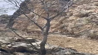 Elazığda 3 ayaklı yaban keçisi azmiyle şaşırttı
