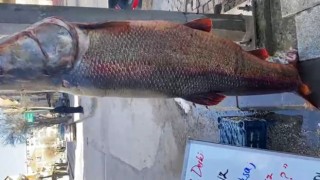 Elazığ’da Dev Turna Yakalandı