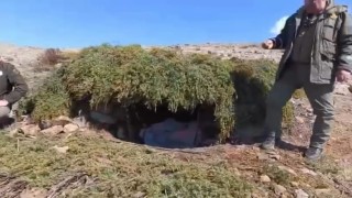 Elazığda kaçak meterisler  imha edildi