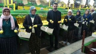 Erdemli’de Limon Sezonu Kapanıyor