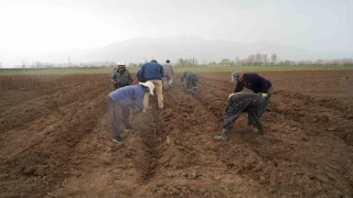 Erzincan bölgenin fidan ihtiyacını karşılıyor