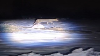 Erzincanda aç kalan kurtlar köye indi
