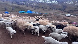 Erzincanda baharın gelişiyle koyun-kuzu buluşmaları renkli görüntüler sundu