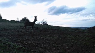 Ganos Dağlarında karacalar fotokapana yakalandı