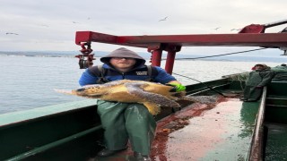 Gelibolu açıklarında ağlara takılan caretta caretta denize geri salındı