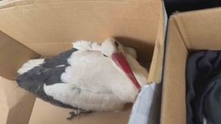 Göç yolundaki leyleklere av tüfeğiyle ateş ettiler