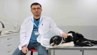 Görenler gözlerine inanamadı: Köpeğin karnından 140 taş çıktı