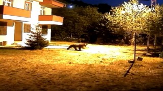 Gümüşhanede alarm sesine aldırış etmeyen iki ayı görüntülendi