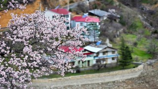 Gümüşhanede baharın renkleri kışın beyazıyla kucaklaştı