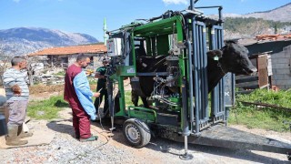 Gündoğmuşlu üreticilerin büyükbaş hayvanlarına tırnak bakım desteği