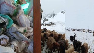 Hakkaride 1,5 metrelik kar: Çiftçiler çaresiz