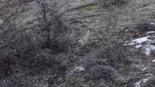 Hasköyde tilkilerin dron ile imtihanı