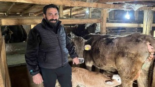 Hasta doğan buzağıları buhar makinesiyle hayatta tutuyor