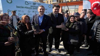 Havranda 102 çiftçiye 2 bin 500 incir fidanı dağıtıldı