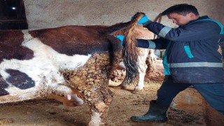Hisarcıkta şap hastalığı için büyükbaş hayvanlardan kan numunesi alındı