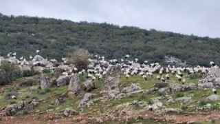 İslahiyede leylek akını