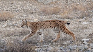 IUCN kırmızı listesinde yer alıyor: Ormanın hayaleti en net haliyle görüntülendi