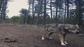 Karabükte yerleşim yerlerine inen yaban hayvanları kamerada