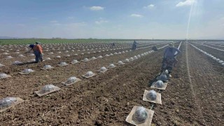 Karacabey Ovasında turfanda karpuz ekimi başladı
