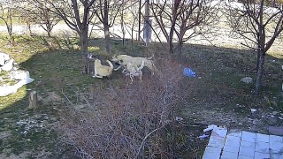 Karamanda başıboş köpeklerin kediyi öldürdüğü anlar kameraya yansıdı