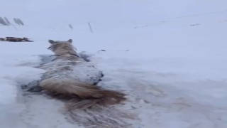Karsta bu kez at kara saplandı