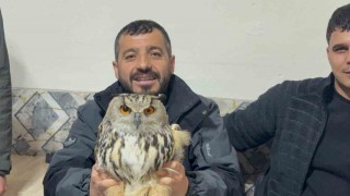 Karsta yaralı puhuya şefkat eli