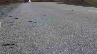 Kastamonuda onlarca kuş yolda telef olmuş halde bulundu