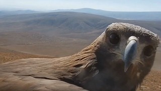 Kaya Kartalının Zirveden Nefes Kesen Görüntüsü