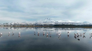Kayserinin ilk flamingo kafilesi geldi