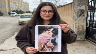 Kedilerini bulana çeyrek altın verecekler