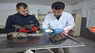 Kiliste 6 köpek yavrusu yangından kurtarıldı
